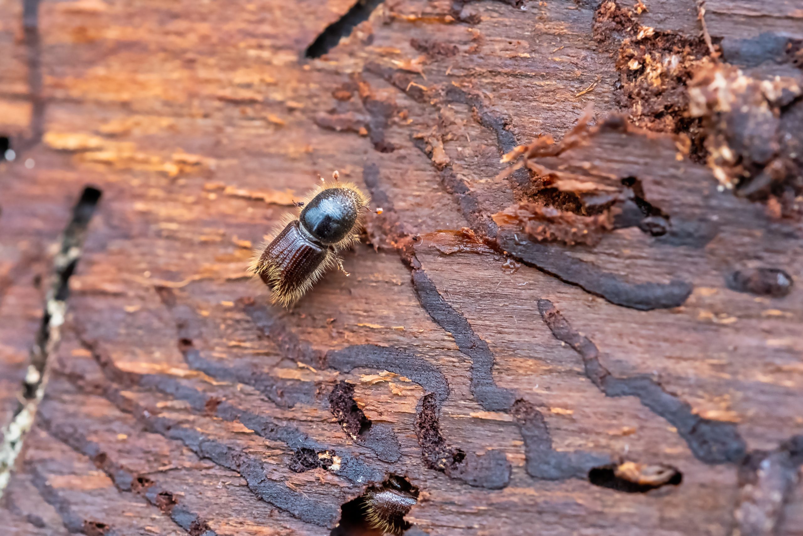 New government warning: Ips typographus spotted on tree species for the first time 