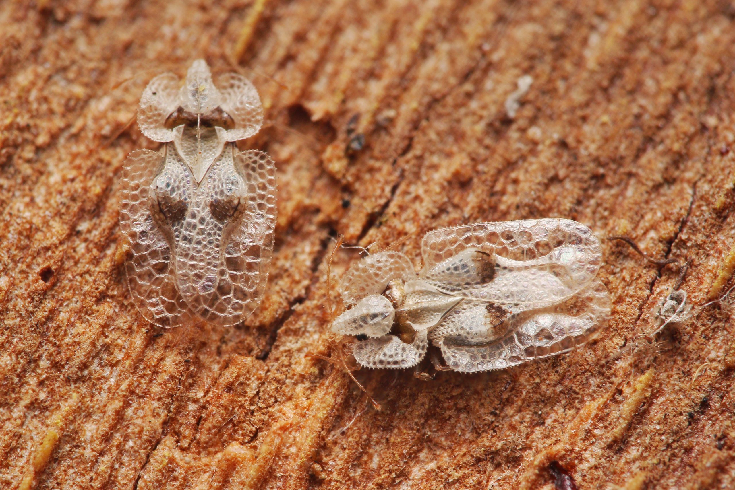 Plane lace bug confirmed in London – first sighting since 2006