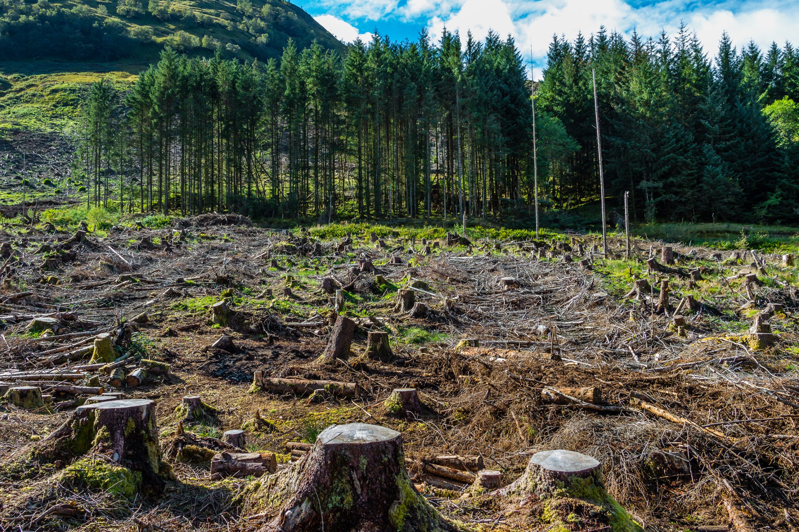 Northumberland landowner prosecuted following illegal felling 