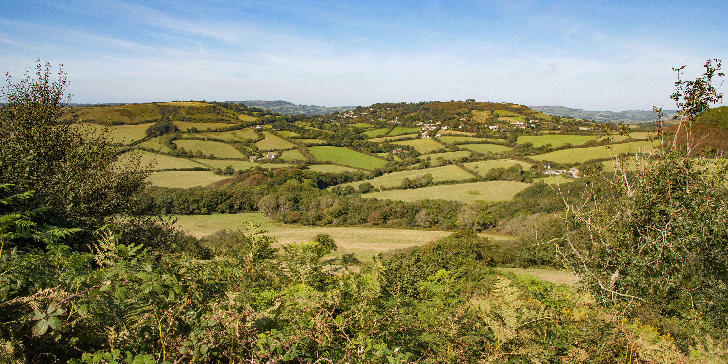 Dorset company prosecuted for illegal felling in a protected woodland