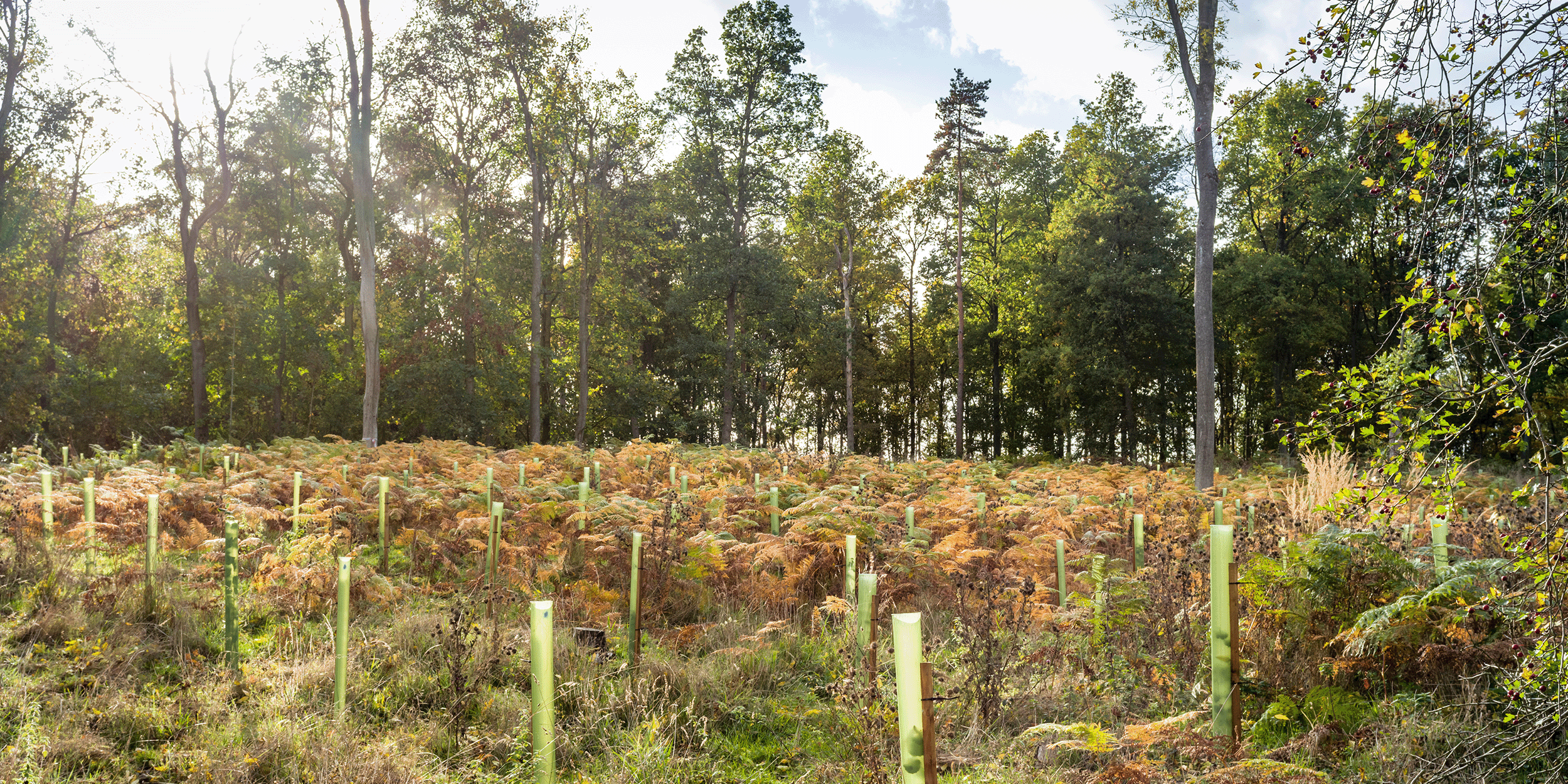 New Tree Planting Taskforce brings together the four nations to propel tree planting efforts