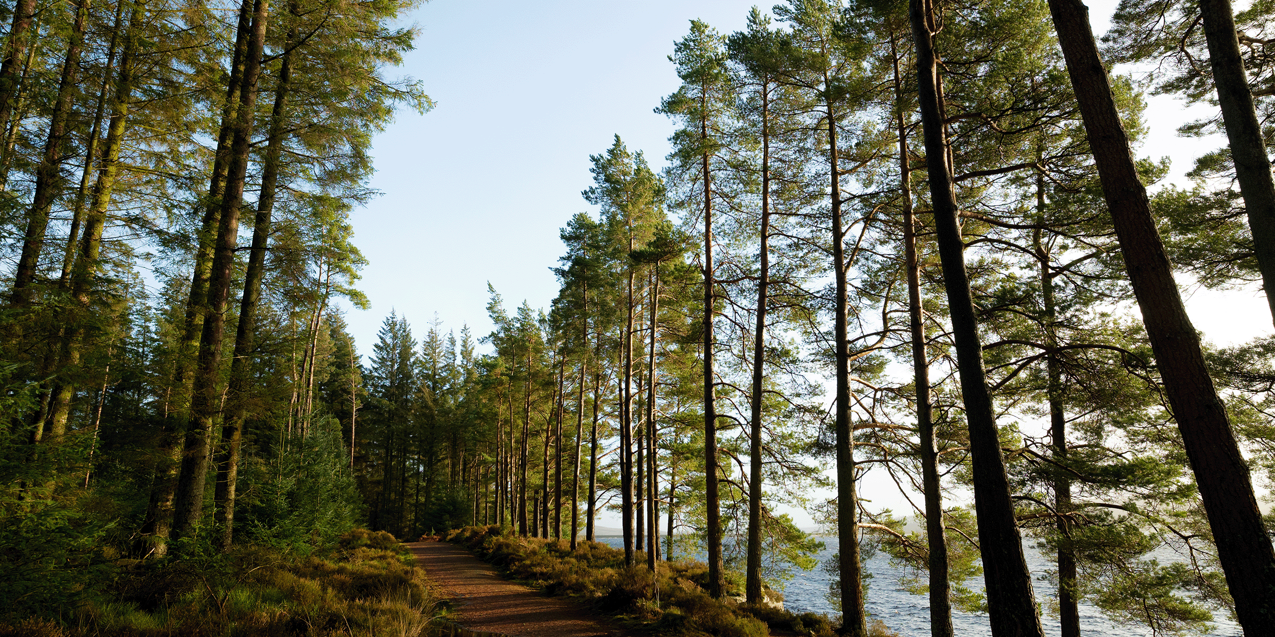 New research suggests wood-infesting pest could pose long-term threat to British forests